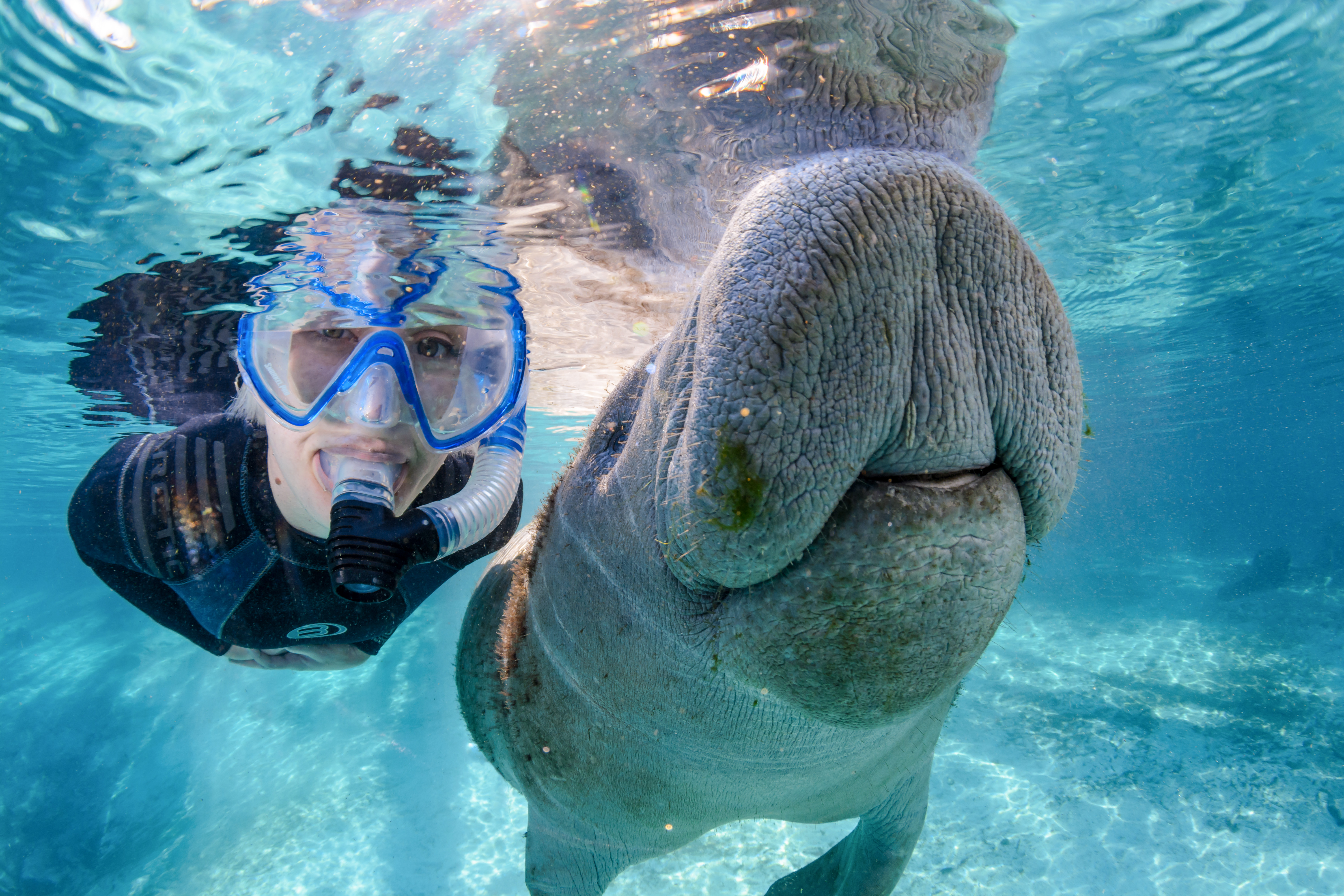 Selfie mit einem Manatee unterwasser in einem Fluss bei Crystal River