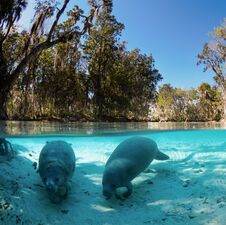 regionen/usa/florida/crystal-river/crystal-river-manatees.cr2858x2848-0x0 regionen/usa/florida/crystal-river/crystal-river-manatees.cr2858x2848-0x0