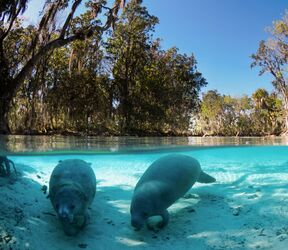 Zwei Manatees nahe Crystal River