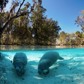 Zwei Manatees nahe Crystal River