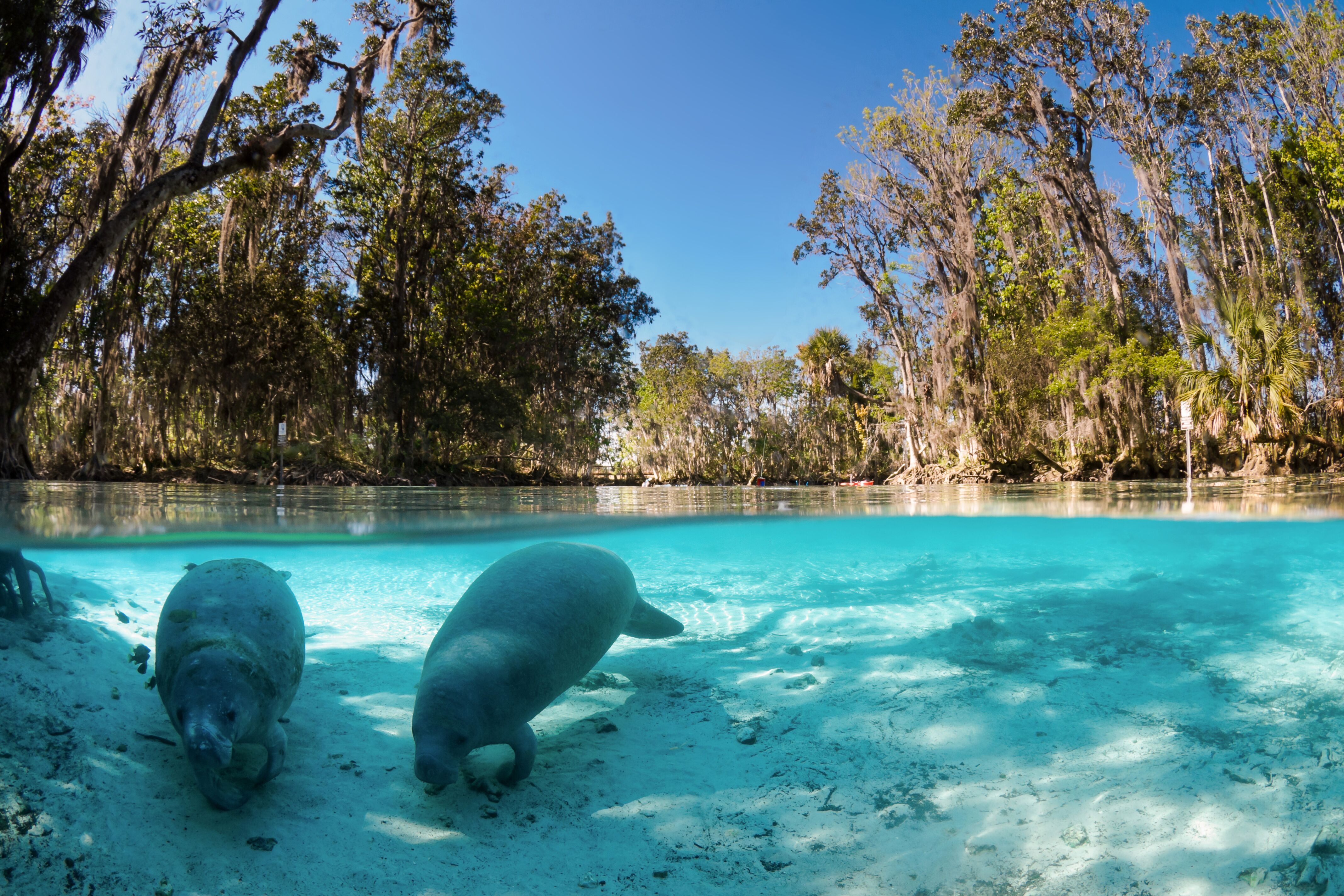 Zwei Manatees nahe Crystal River