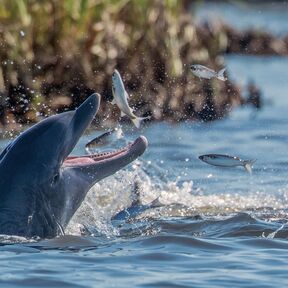 Delphin am Crytsal River Preserve State Park