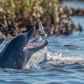 Delphin am Crytsal River Preserve State Park