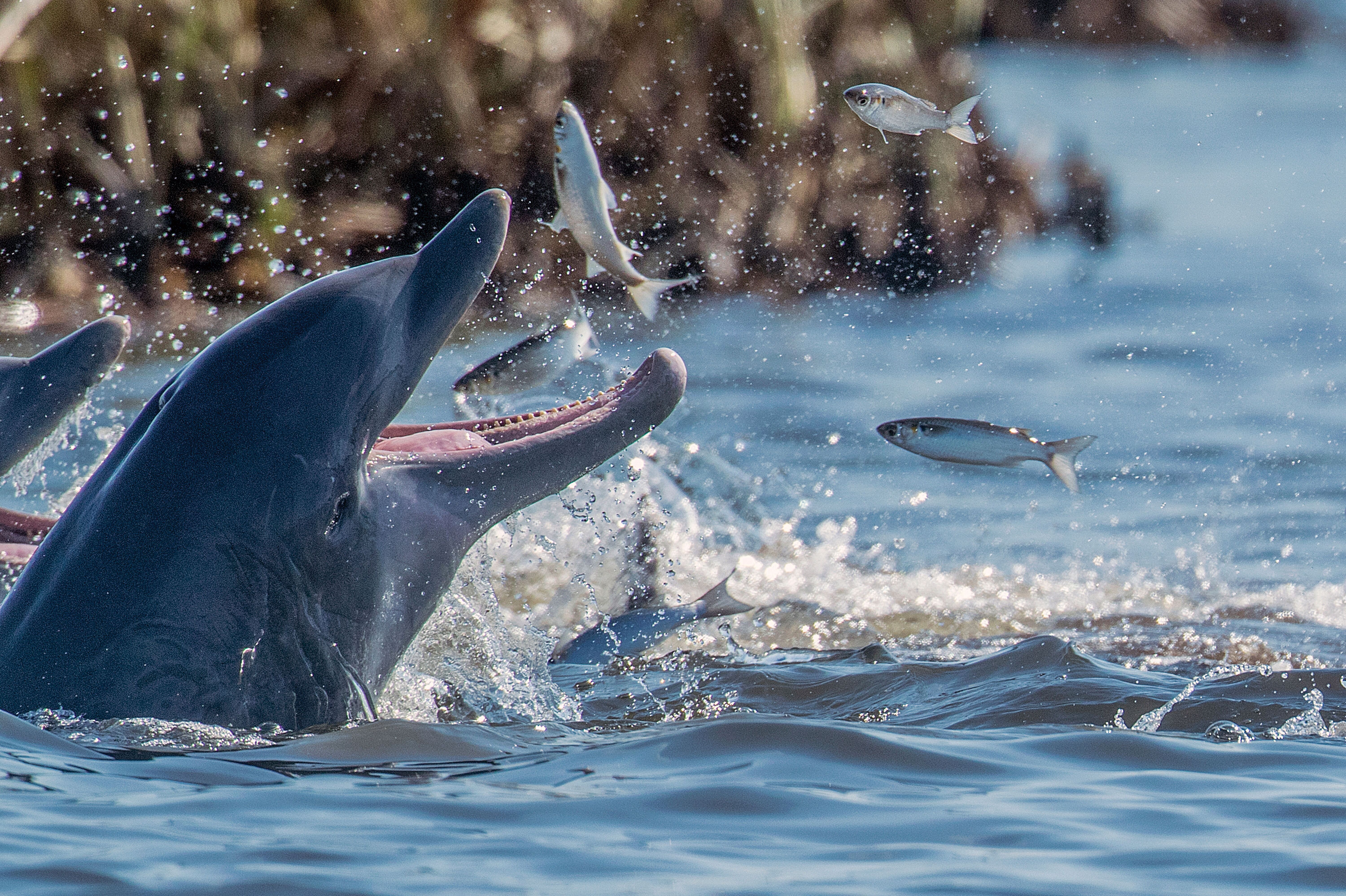 Delphin am Crytsal River Preserve State Park