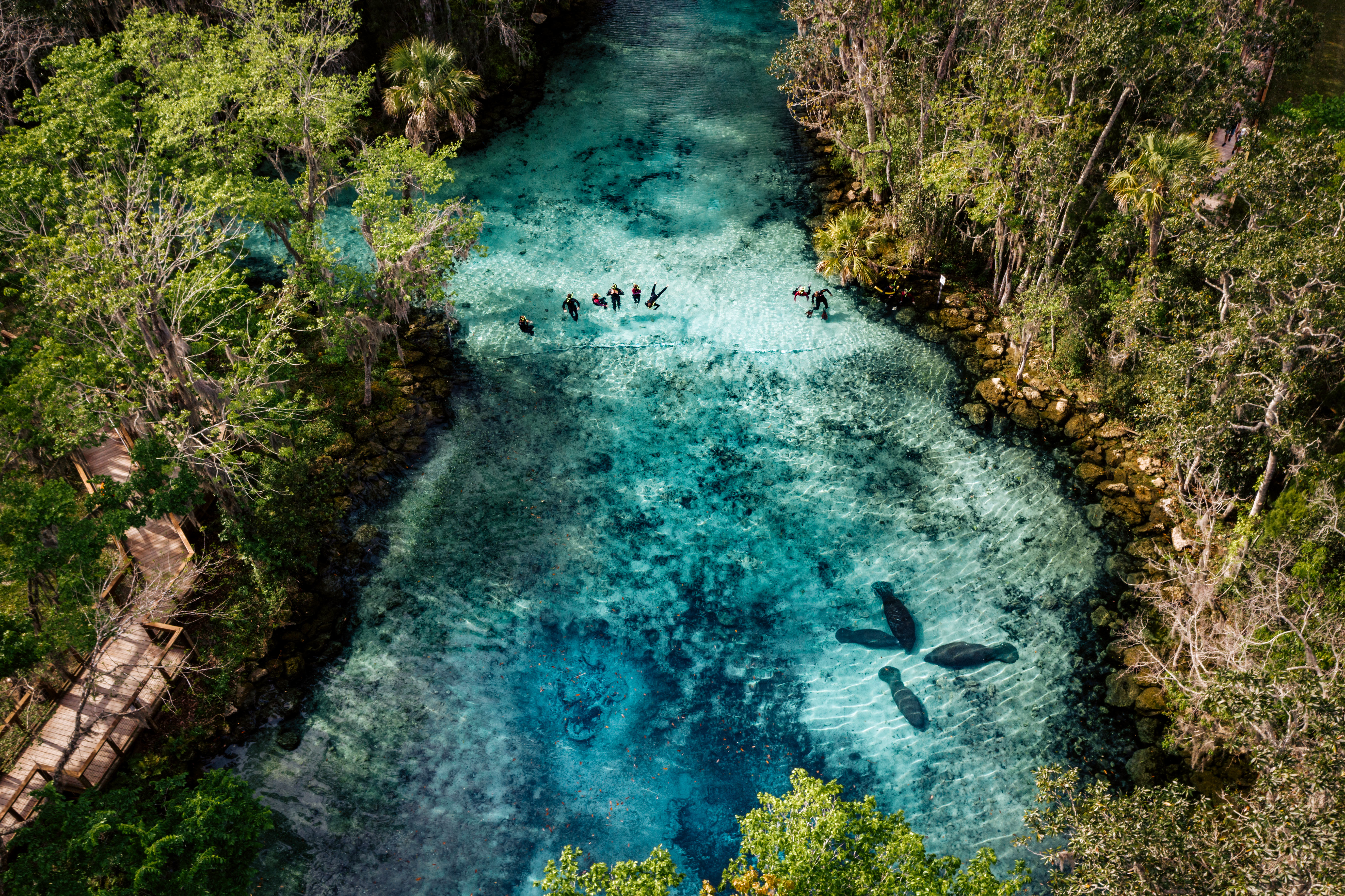 Manateebeobachtung in Crystal River