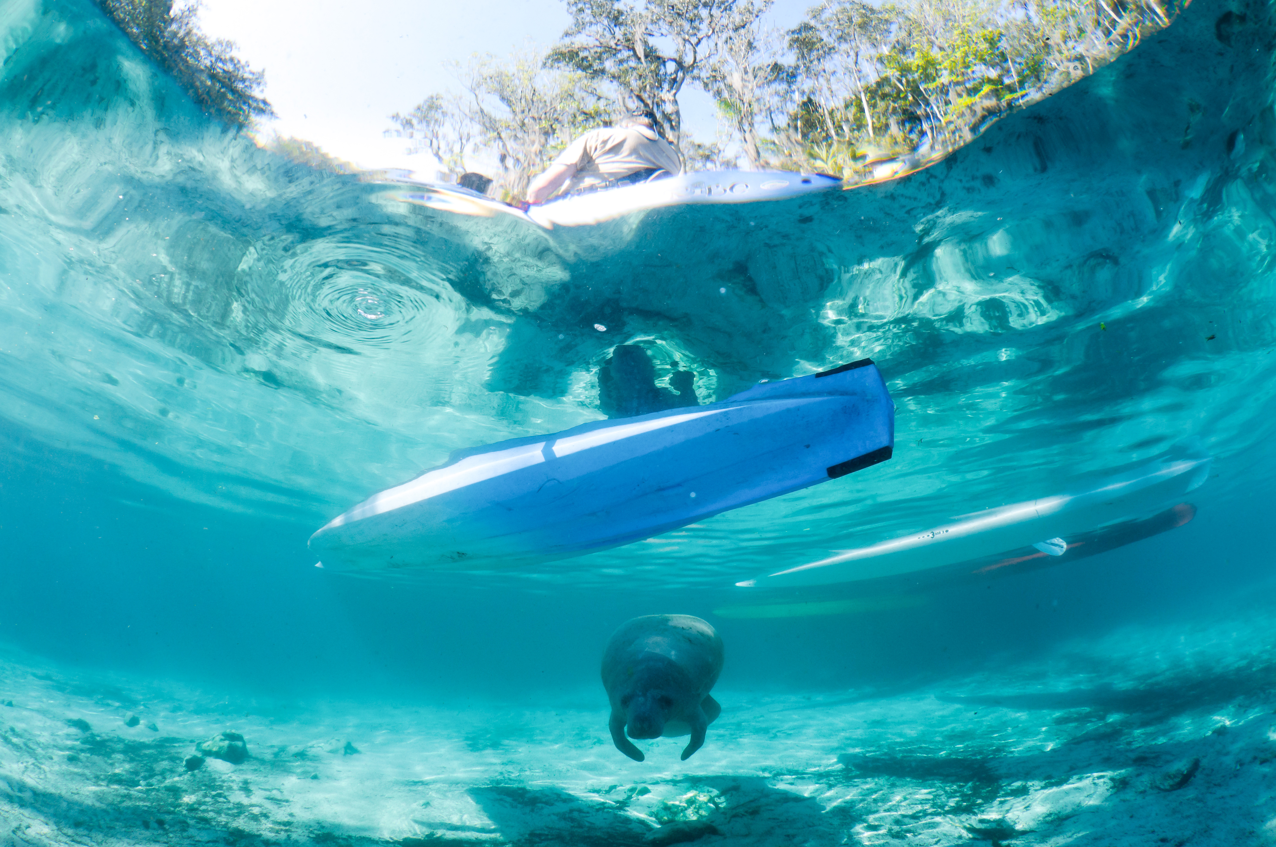 Manatee unter Wasser