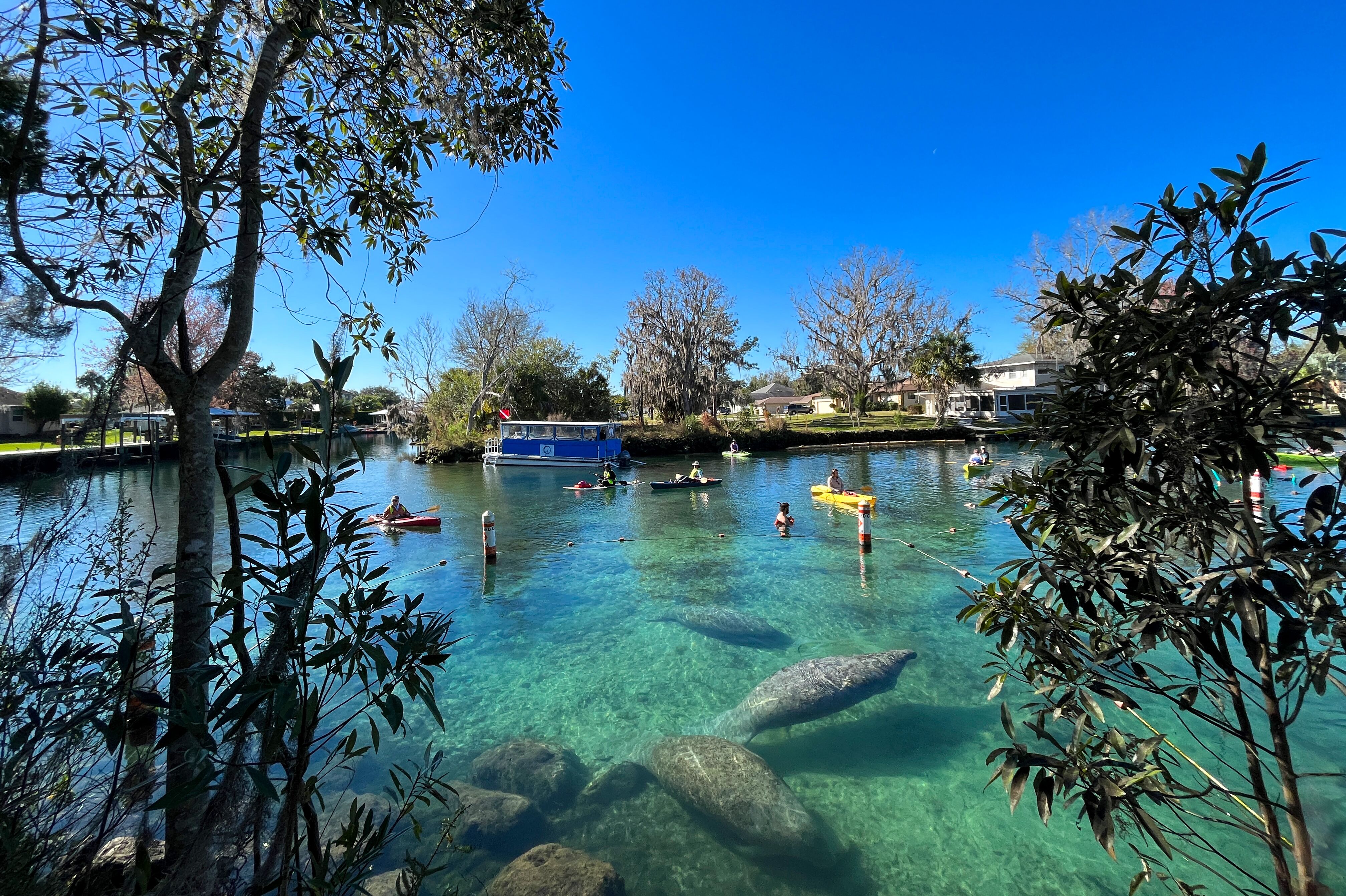 Schwimmen mit Manatees im Three Sisters Springs Naturschutzgebiet