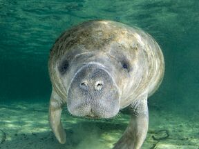 Manatee schwimmt im West Volusia Manatee Blue Spring State Park in Daytona Beach