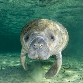 Besondere Tiere im West Volusia Manatee Blue Spring State Park in Daytona Beach entdecken