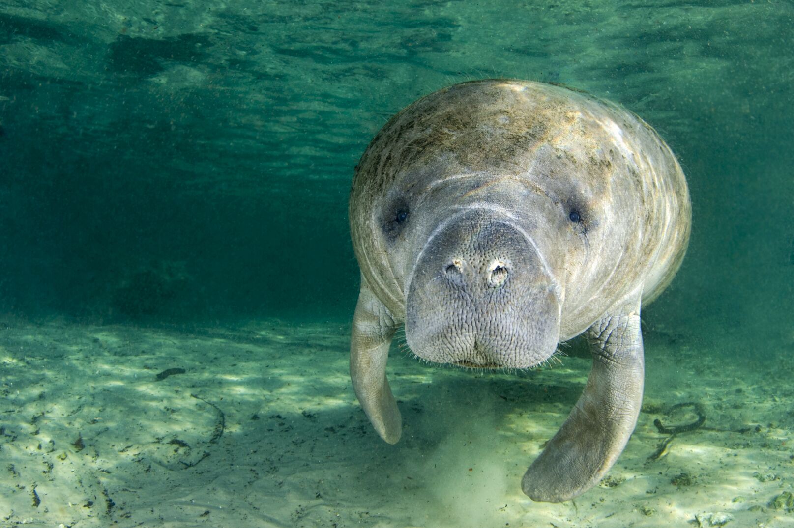 Manatee schwimmt im West Volusia Manatee Blue Spring State Park in Daytona Beach