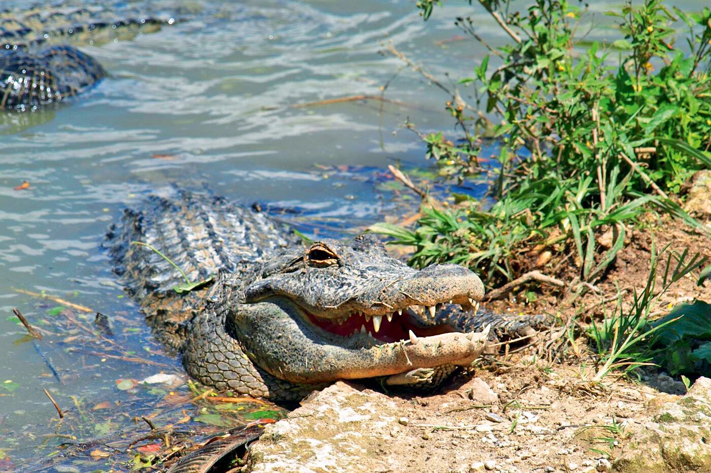 Alligator