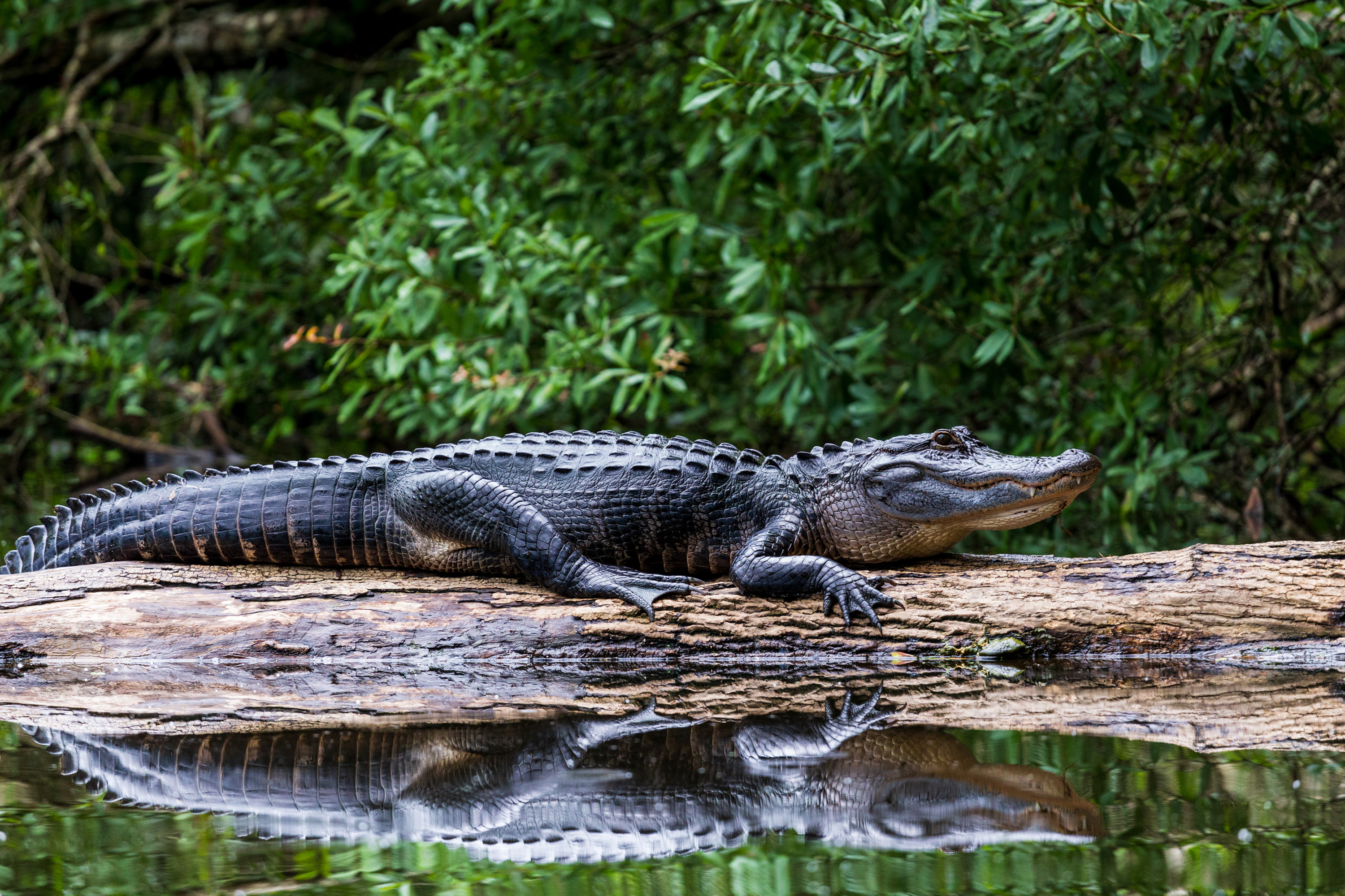 Ein Alligator in den Everglades in Florida