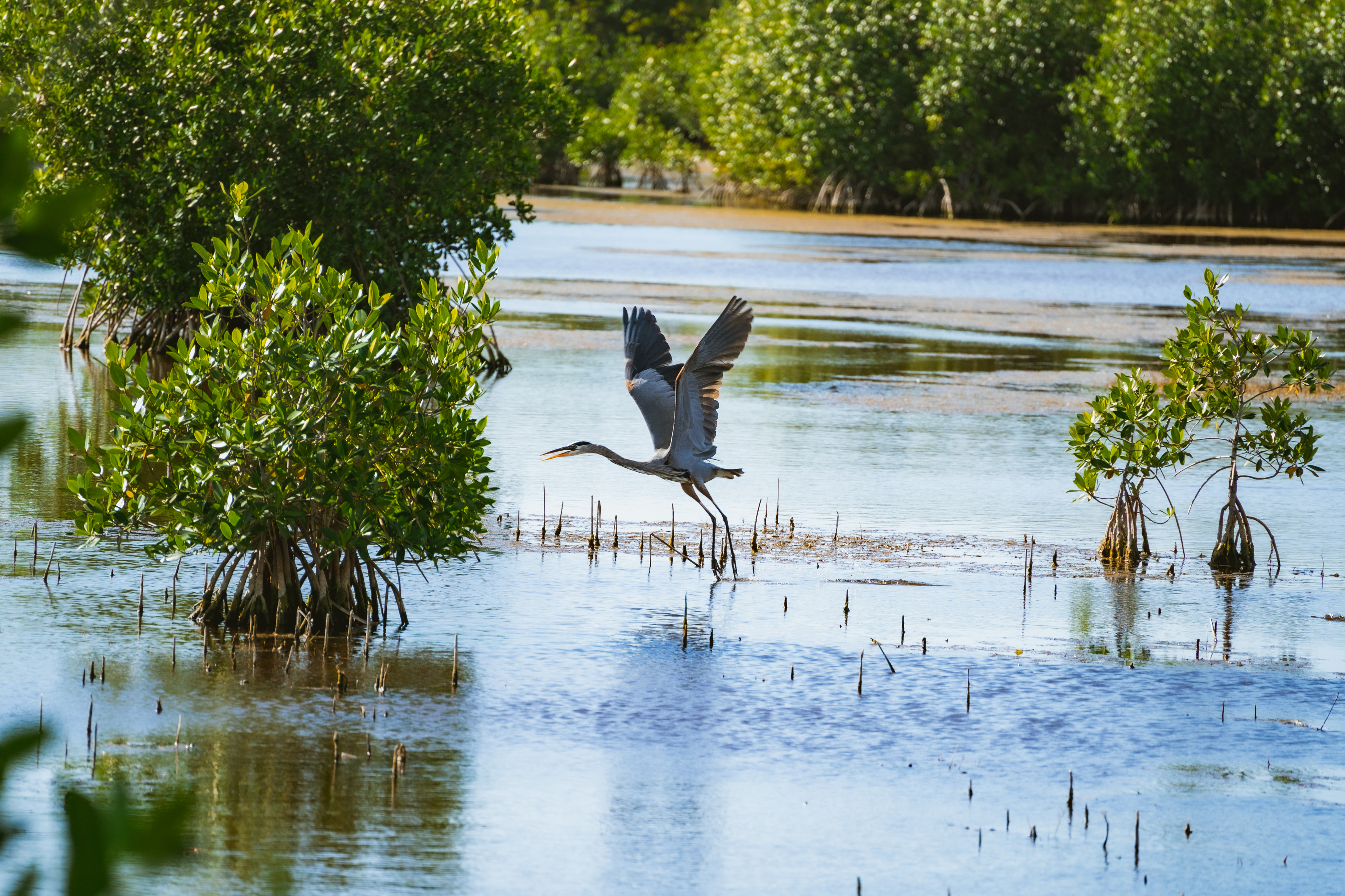 Ein Reiher auf Fischtour in den Sümpfen der Everglades in Florida