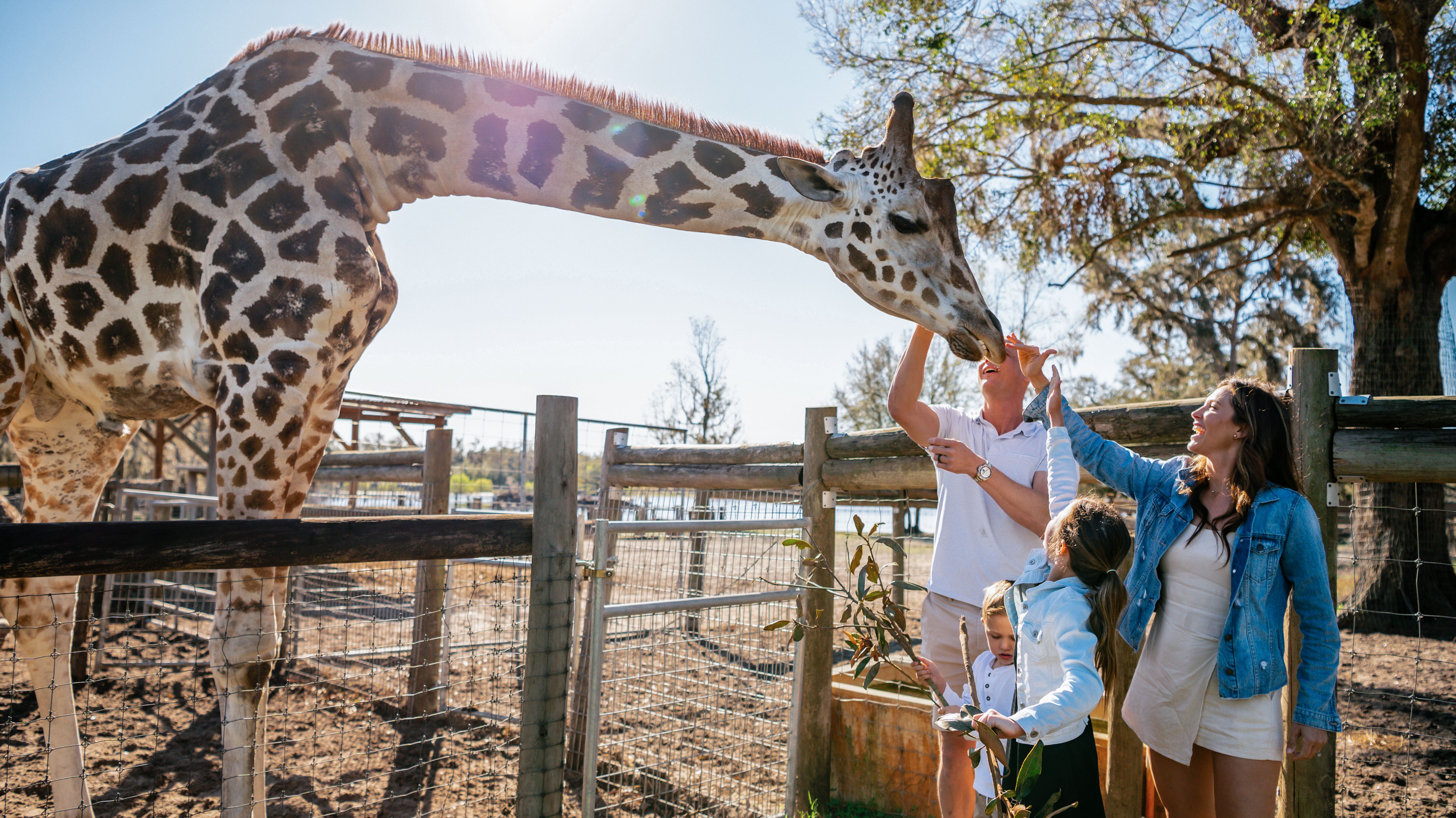 Familienspaß auf der Giraffen Ranch an der Florida Sports Coast Familienspaß auf der Giraffen Ranch an der Florida Sports Coast