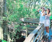regionen/usa/florida/fort-myers/corkscrew-swamp-sanctuary.cr3600x1569-0x545 regionen/usa/florida/fort-myers/corkscrew-swamp-sanctuary.cr3600x1569-0x545