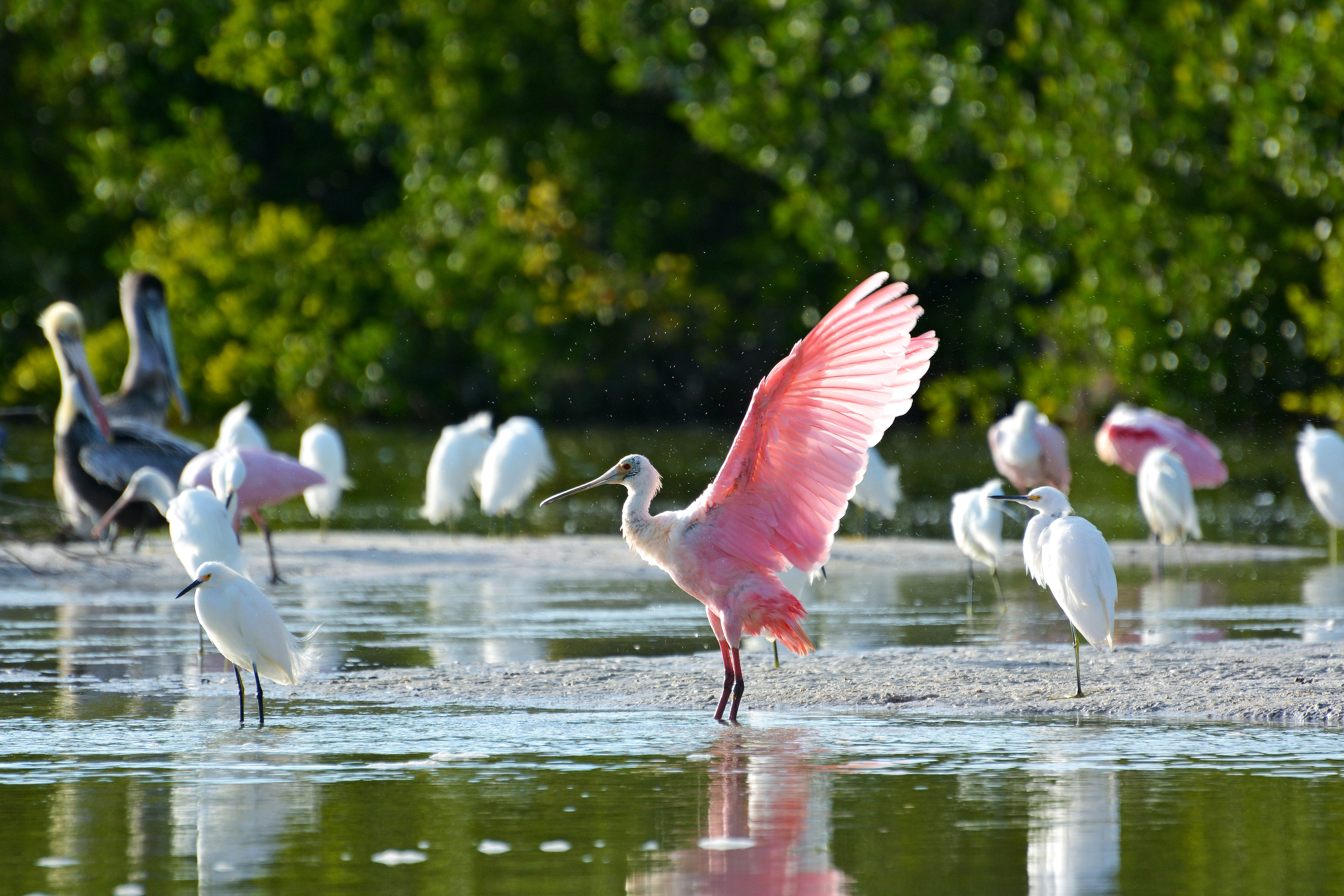 Ein Rosalöffler im Ding Darling National Wildlife Refuge in Sanibel, Flor