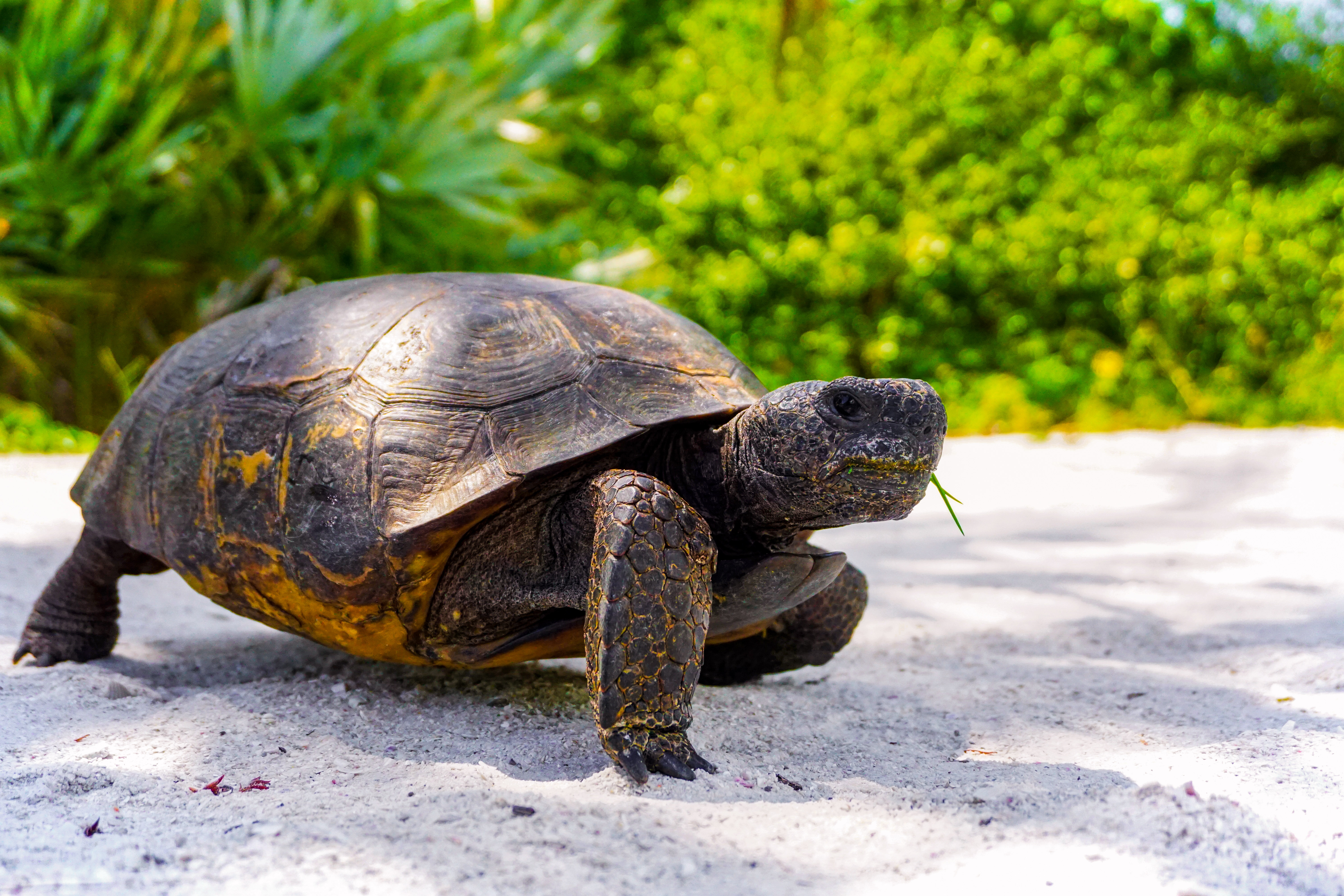 Eine Schildkröte am Leuchtturm von Sanibel Island bei Fort Myers in Florida