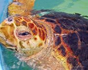 regionen/usa/florida/fort-myers/schildkroete-nah.cr3456x1513-0x352 regionen/usa/florida/fort-myers/schildkroete-nah.cr3456x1513-0x352