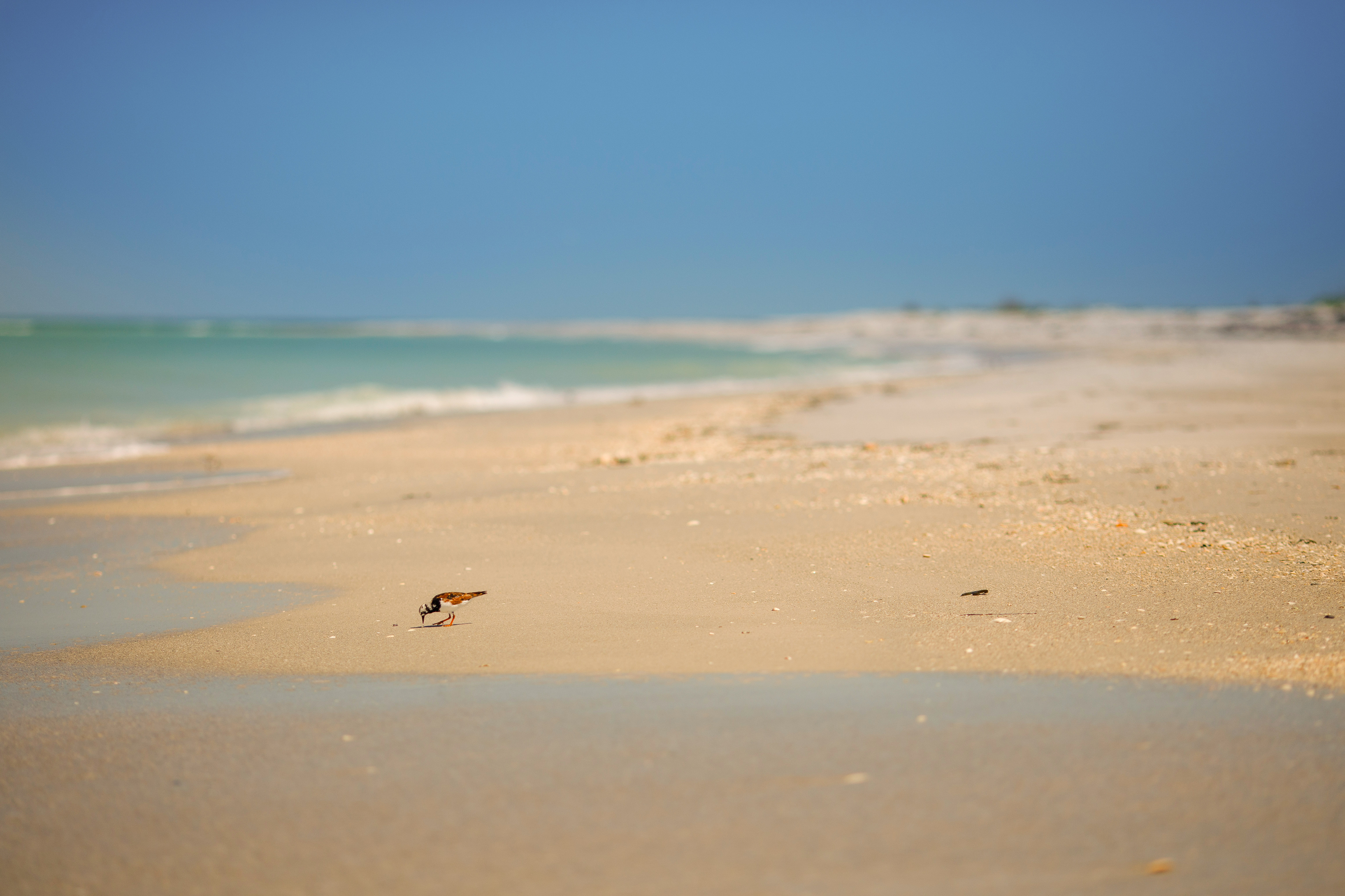 Cayo Costa State Park