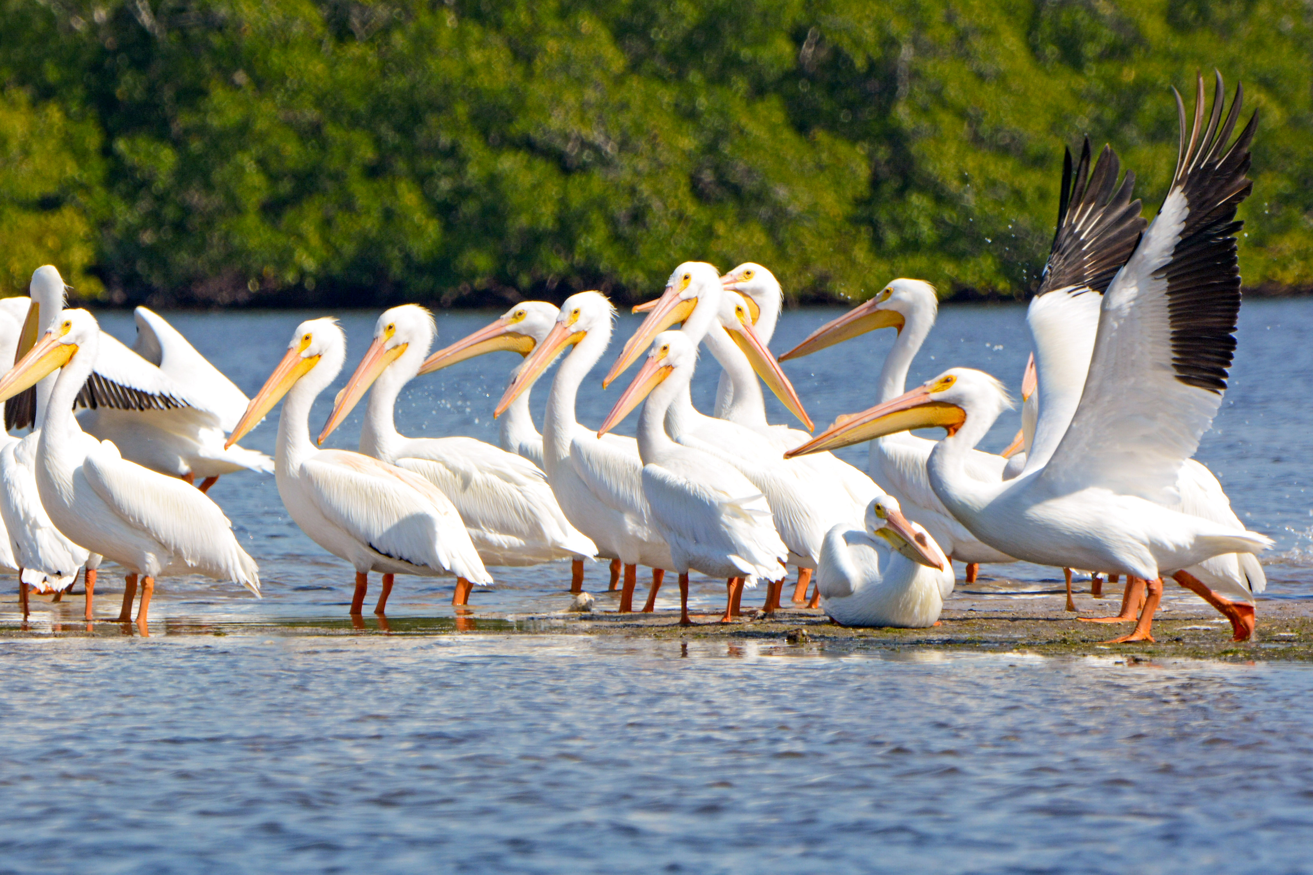 Weiße Pelikane legen eine Pause ein an einem Gewässer bei Fort Myers in Florida