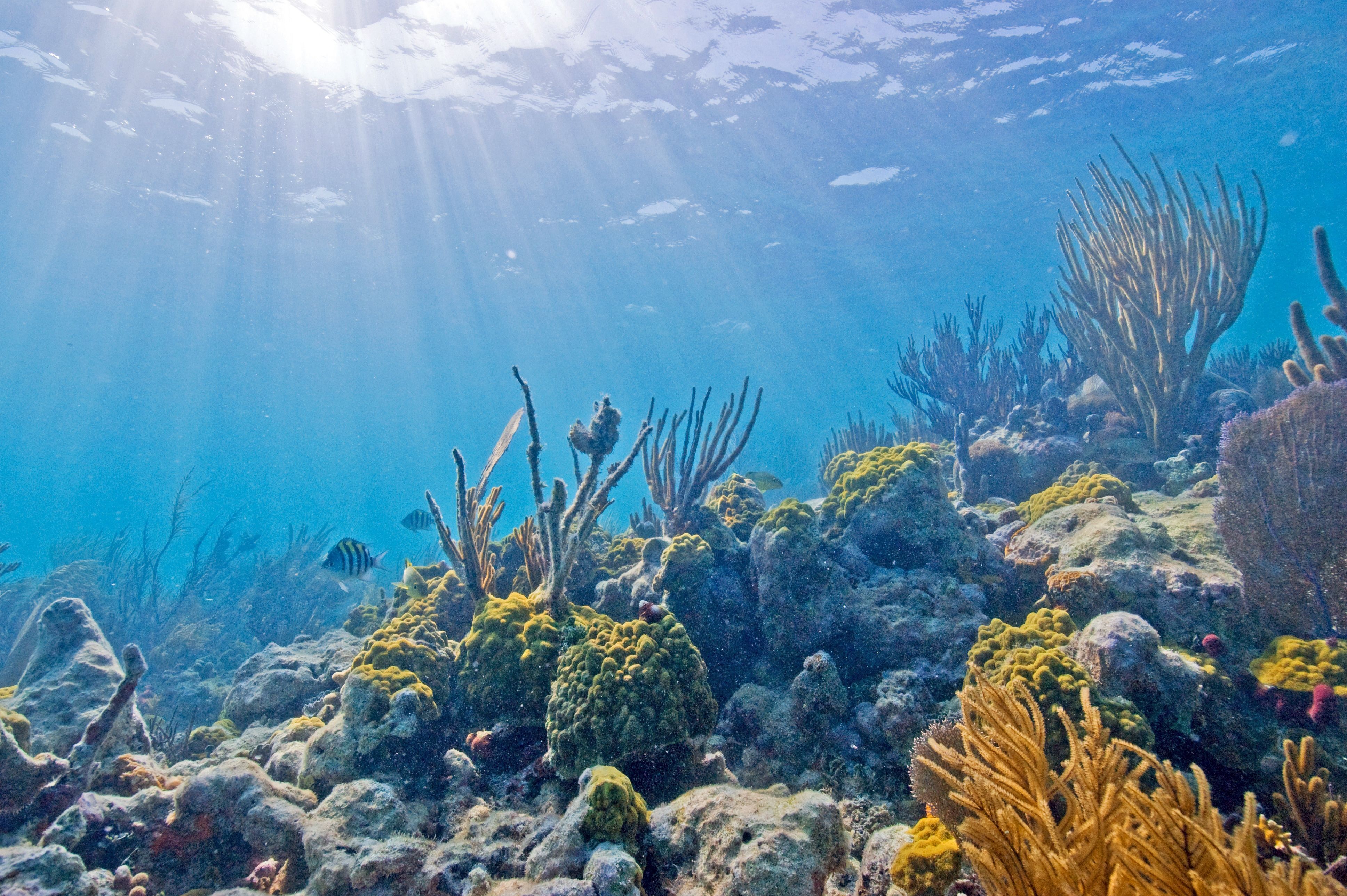 Im Biscayne National Underwater Park