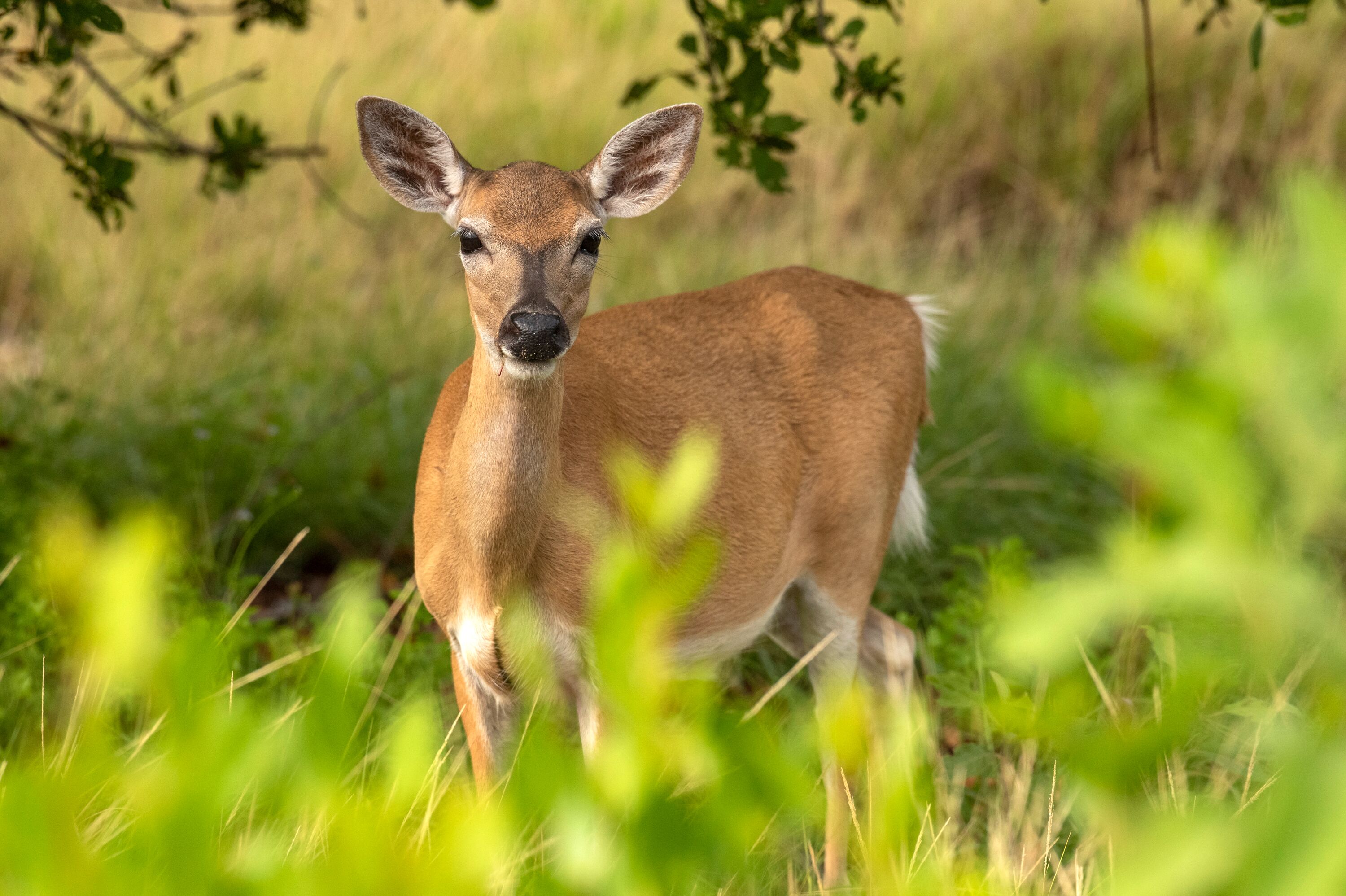 Seltene Hirsch-Unterart Key Deer auf den Florida Keys