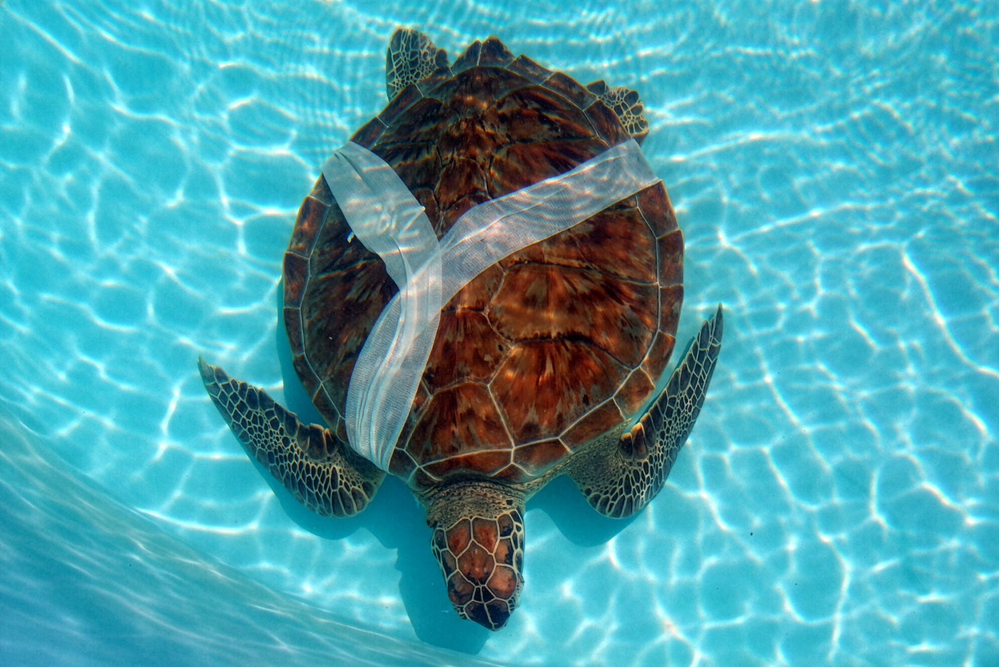 Verletzte Schildkröte im Turtle Hospital in Marathon