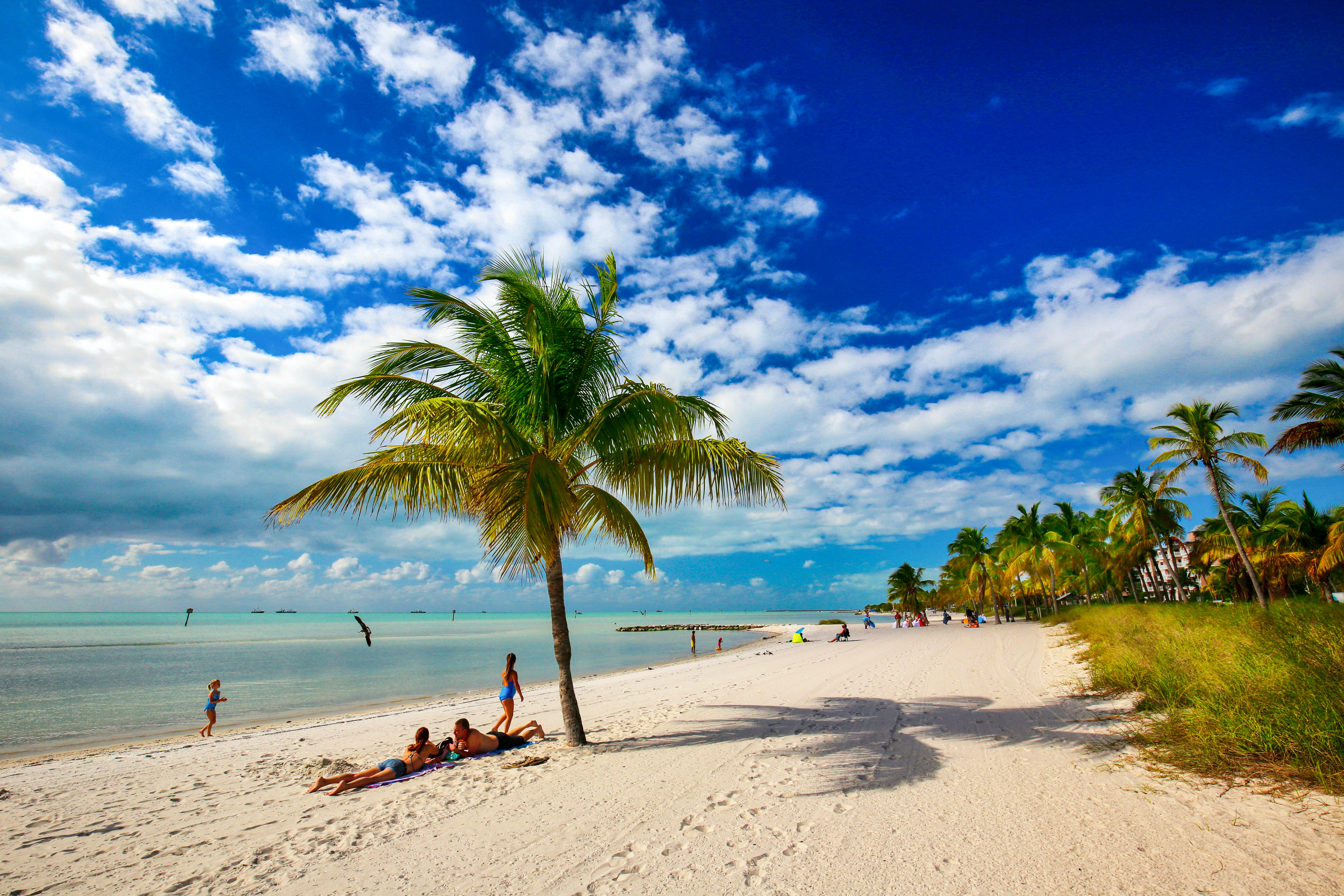 Palmen am Smathers Beach auf Key West, Florida Keys, Florida