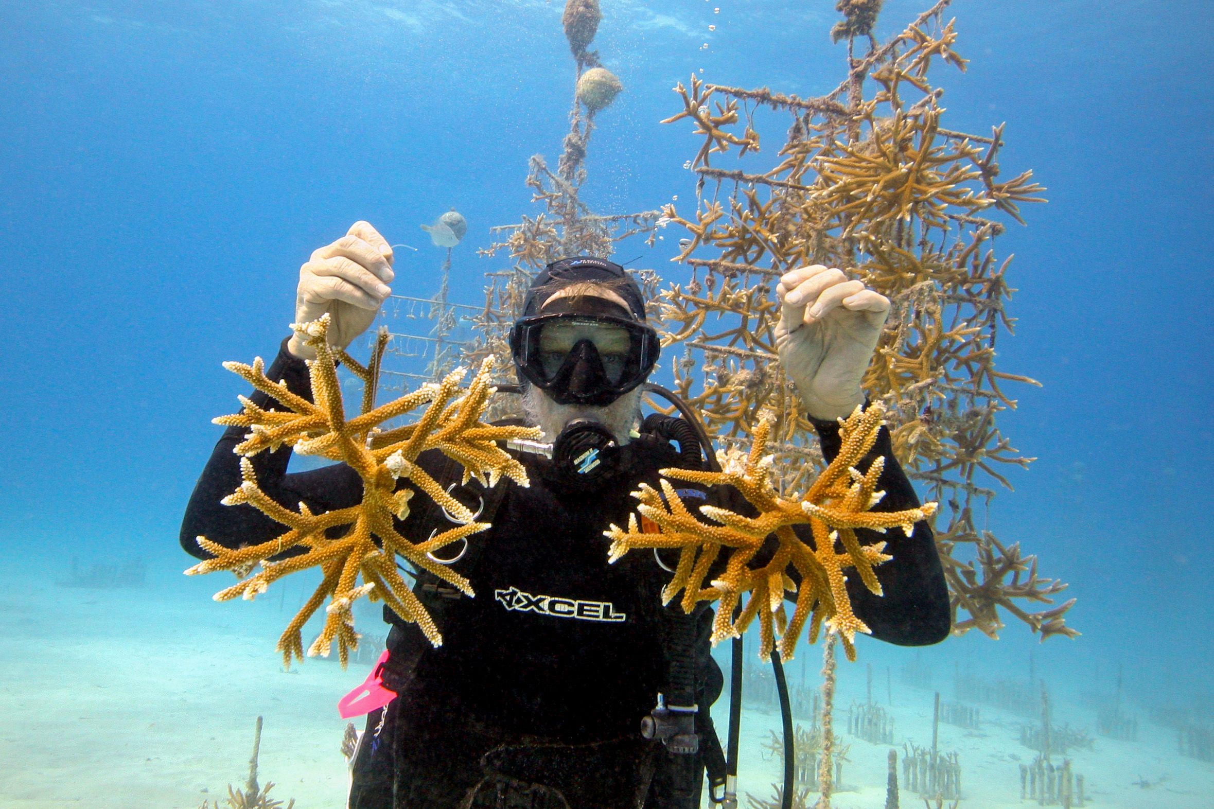 Ken Nedimyer, Präsident der Coral Restoration Foundation, beim Schneiden von Korallen vor Key Largo in Florida