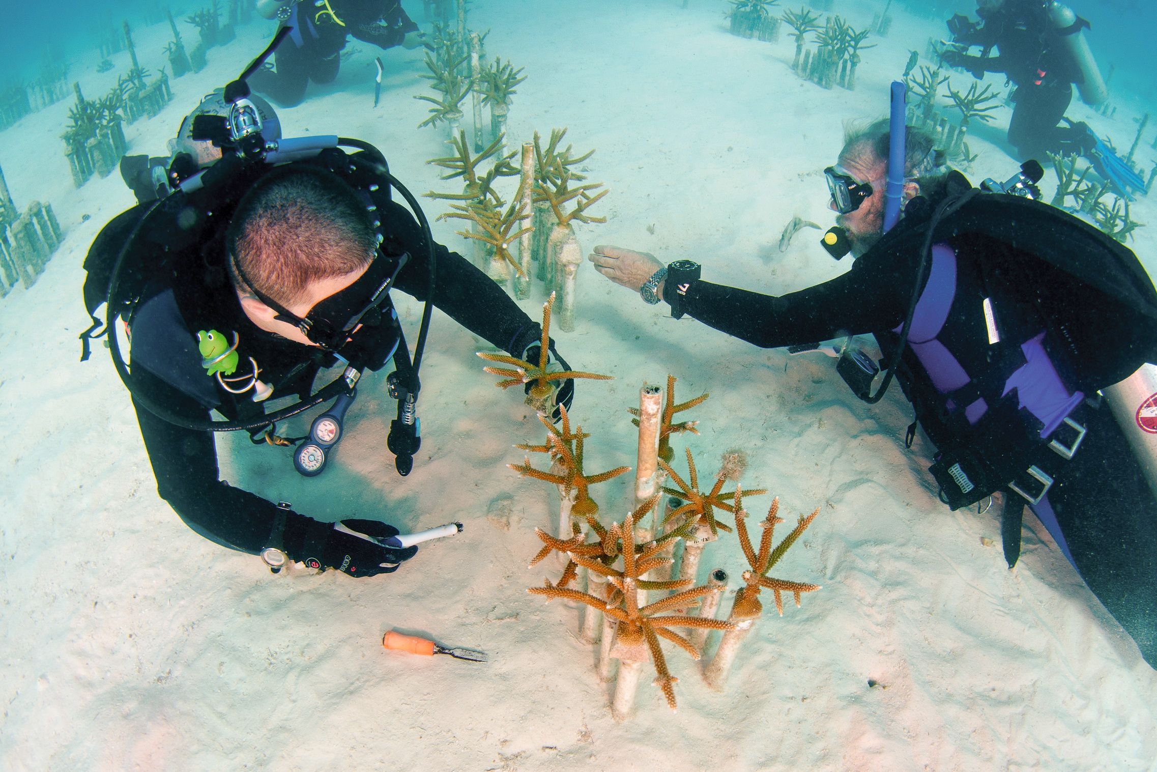 Taucher arbeiten in der Coral Restoration Foundation bei Key Largo in Florida