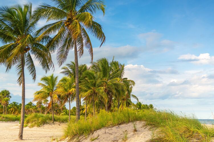 Strand mit Palmen in Miami, Florida