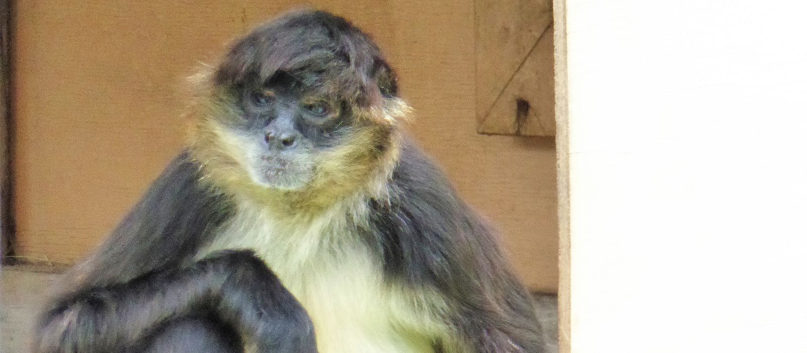 Die fotogenen Affen im Naples Zoo