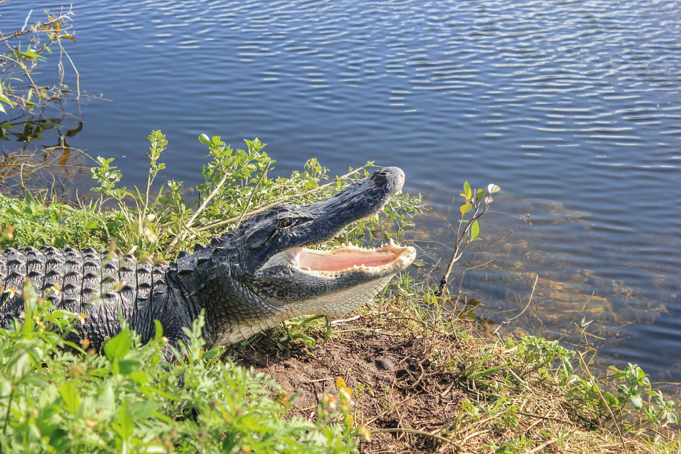 Ein Alligator in der Nähe des Fakahatchee Strand State Preserve in Florida