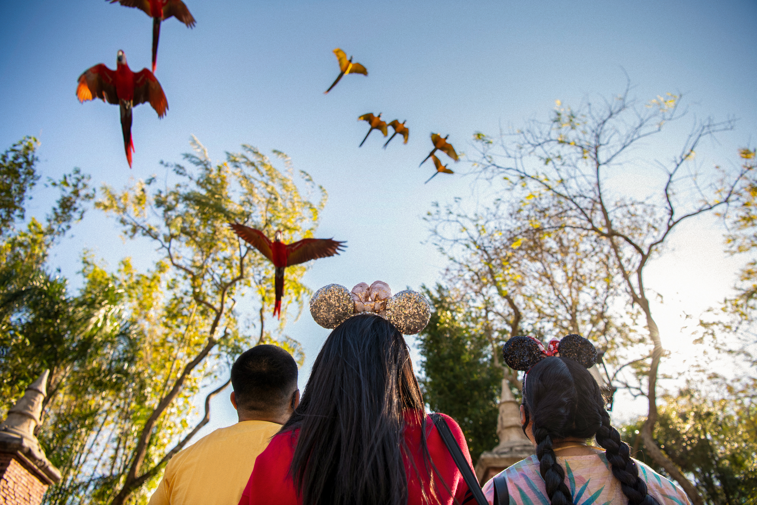 Papageien bestaunen im Park "Animal Kingdom" in der Disney World in Orlando