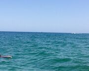regionen/usa/florida/panama-city-beach/dolphin-tour-panama-city-beach.cr2000x875-0x662 regionen/usa/florida/panama-city-beach/dolphin-tour-panama-city-beach.cr2000x875-0x662