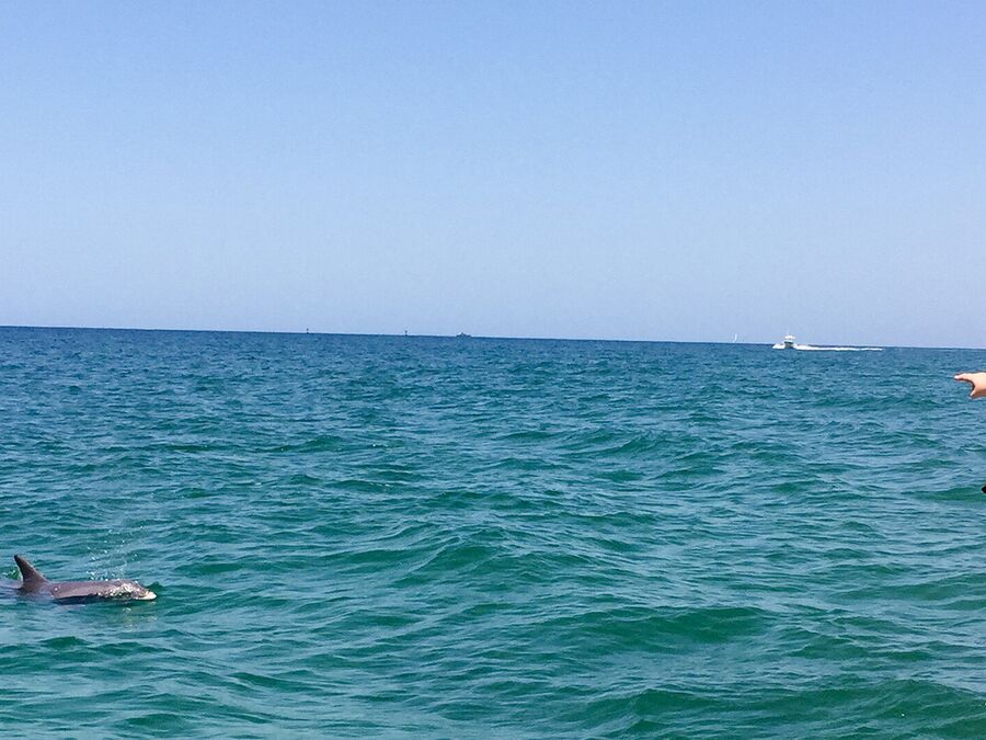 Die Delphin Tour von Aquatic Adventures in Panama City Beach