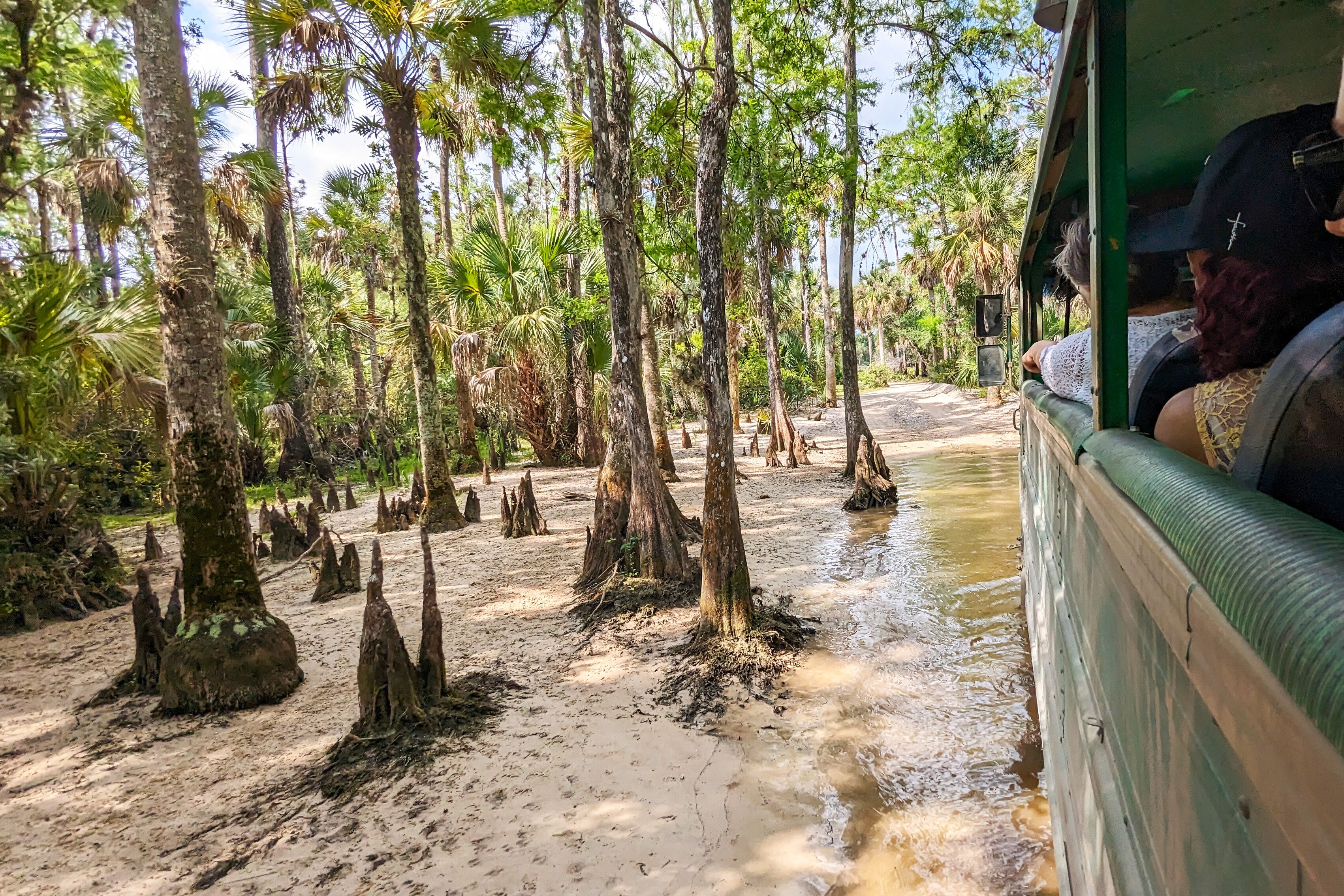 Mit der Swamp Buggy Eco-Tour durch die Mangrovenlandschaft
