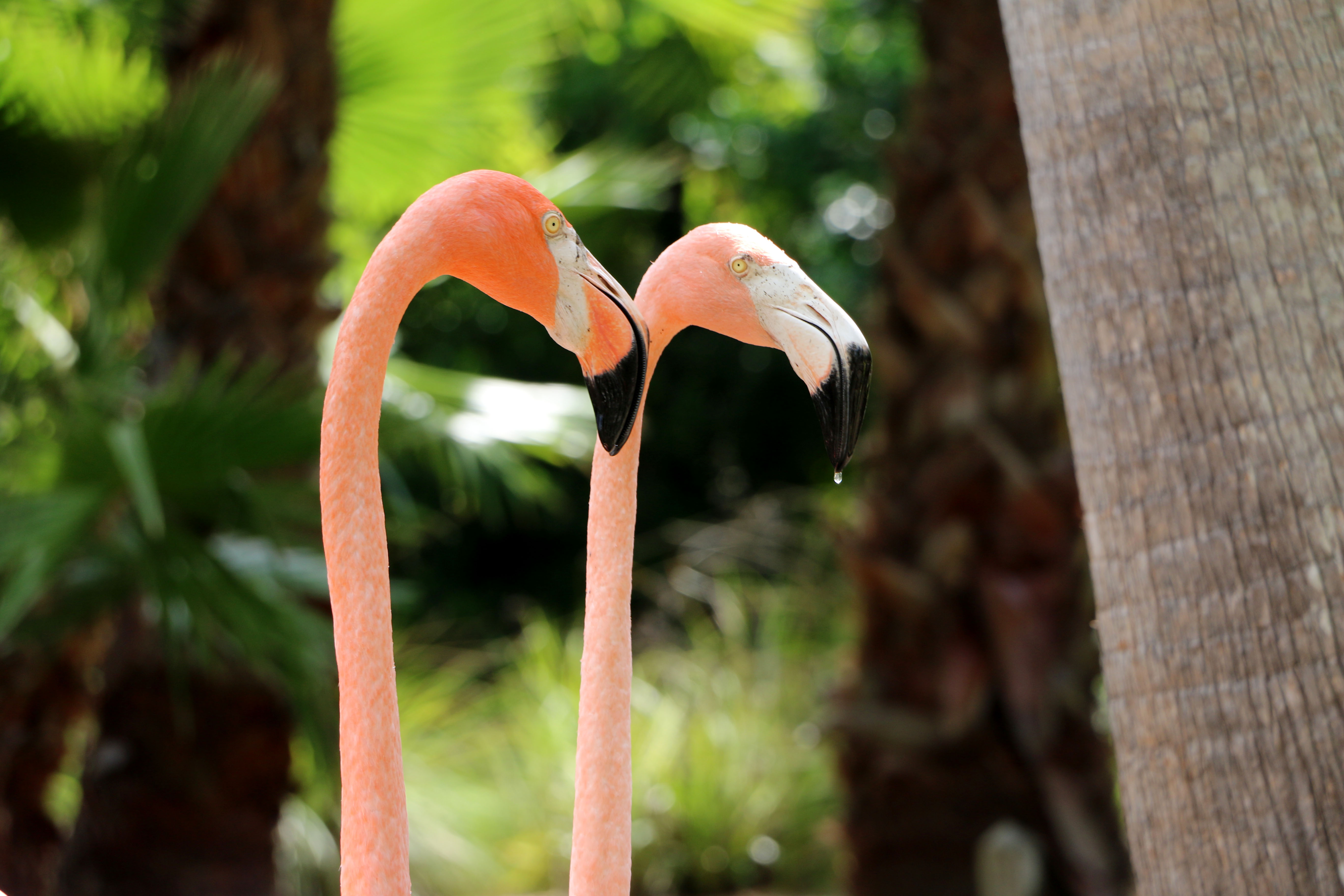 Flamingos im Sarasota Jungle Garden