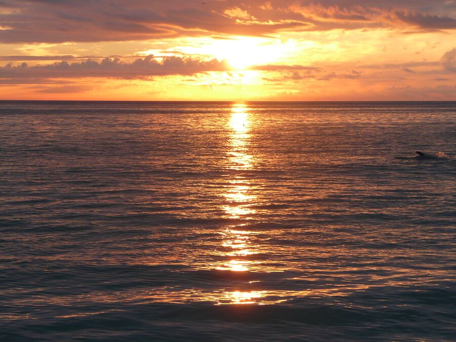 Ein Delfin im Sonnenuntergang