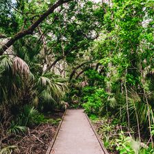 regionen/usa/florida/space-coast/palmen-wege.cr1002x1002-255x0