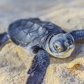 Meeresschildkroete am Strand von Space Coast in Florida