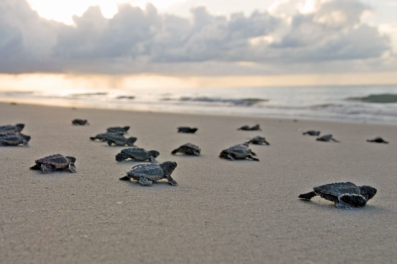 regionen/usa/florida/space-coast/see-schildkroeten-strand-meer.cr1308x872-0x0