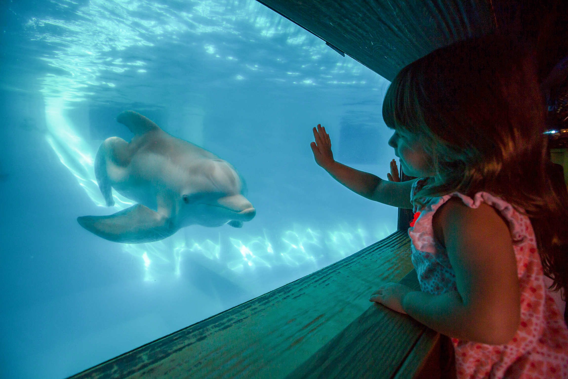 Delfin Winter im Clearwater Marine Aquarium in Florida