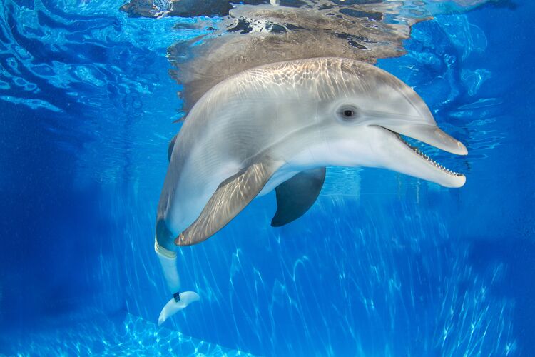 Der Delfin "Winter" hat eine Schwanzflossenprothese und ist zu sehen im Clearwater Marine Aquarium