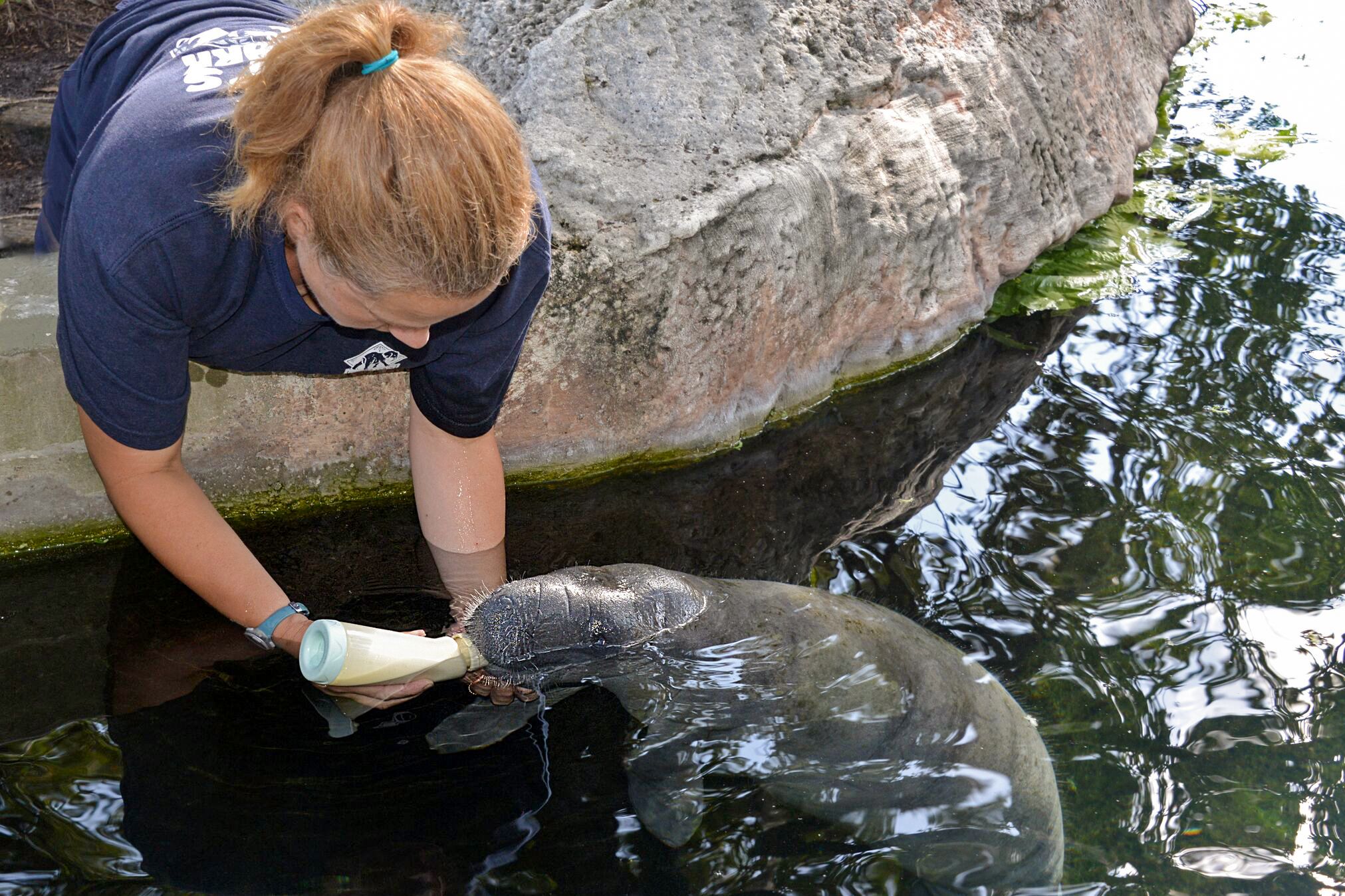 Aufzucht eines Babymanatees im Manatee Hospital in Tampa