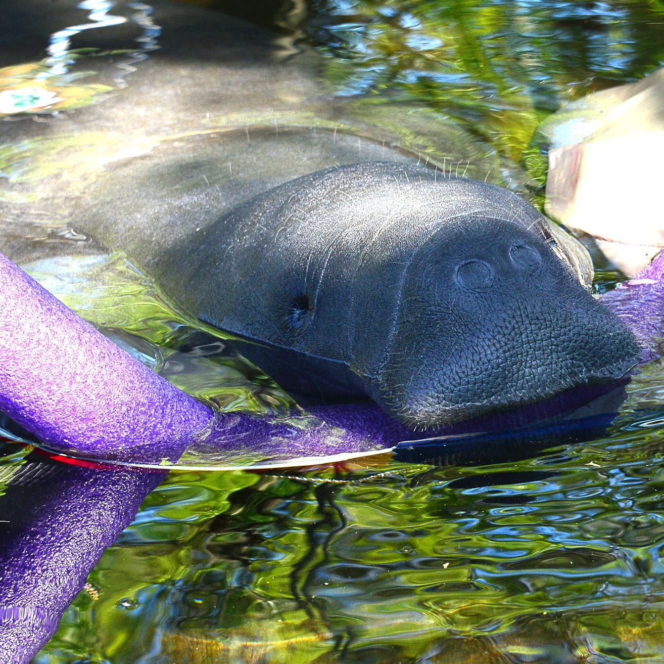 Manatee mit Poolnudel