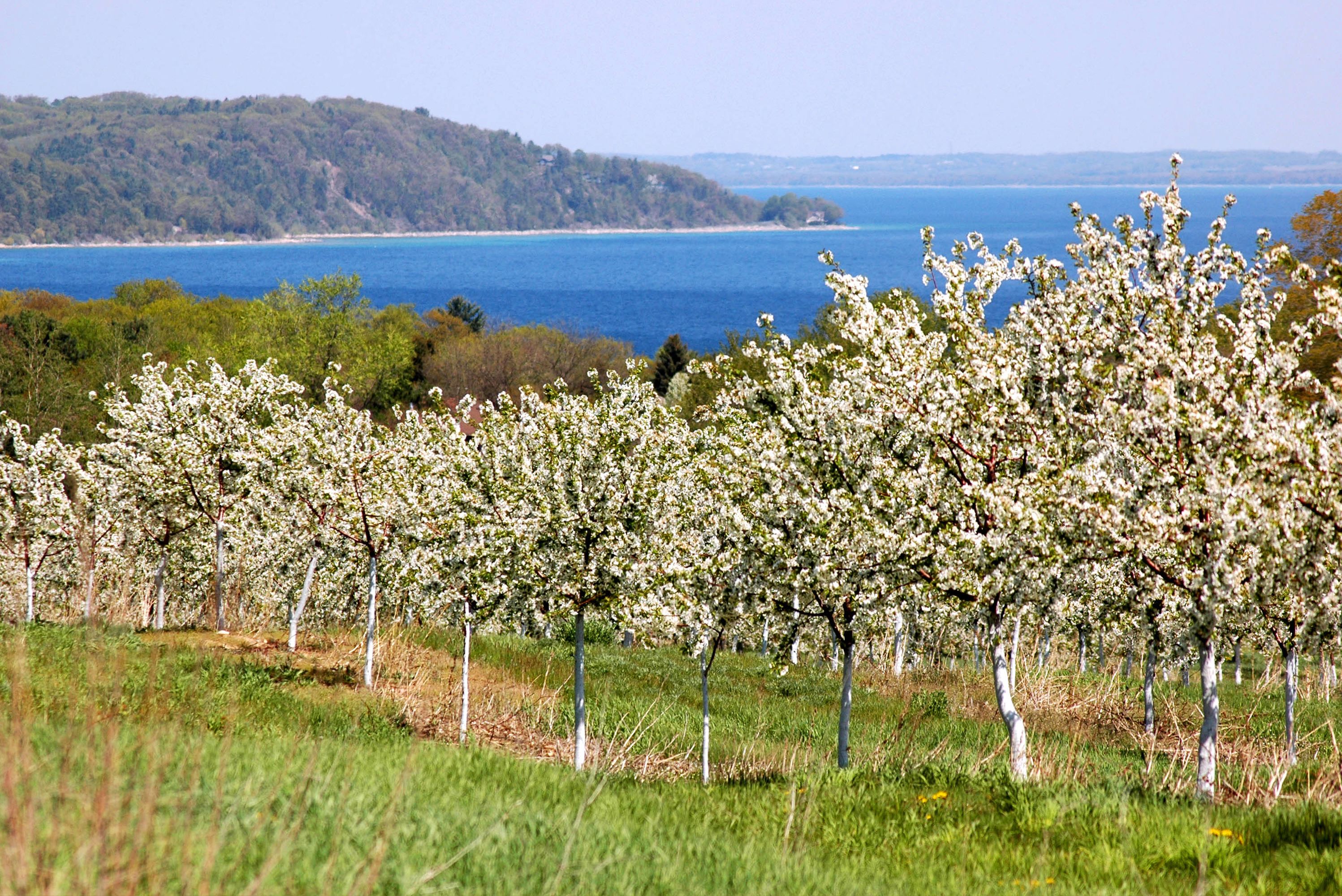 Kirschbluete in der Grand Traverse Bay