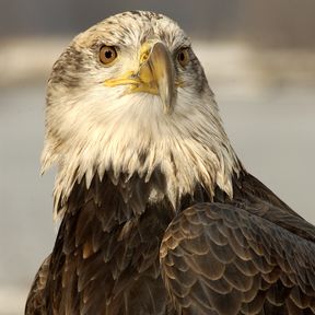 43. Bald Eagle. Once only a rare and beautiful site, these magnificent eagles can now be seen much more frequently, thanks to wildlife preservation efforts throughout Minnesota. Catch a view of a bald eagle soaring over a long, deep valley, in one of MinnesotaÕs splendid river gorges and youÕll know right away that you have just witnessed an unforgettable sight.