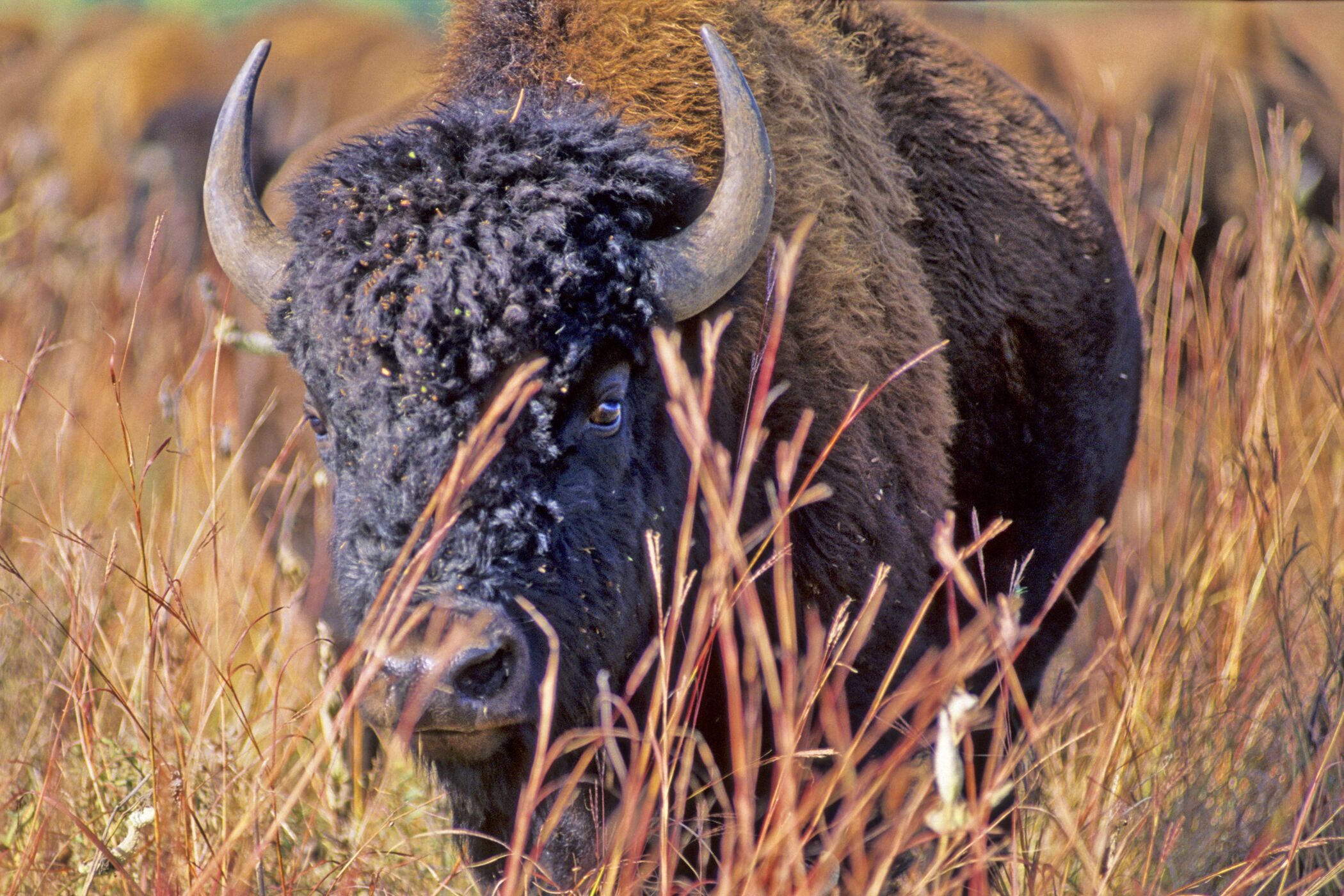 56. Native prairie grasses and bison at Blue Mounds State Park. Blue Mounds State Park is where the buffalo still roam. You can see these incredible beasts in the wild, and learn about their habits, while they graze in the tallgrass prairie. The wildflowers present a colorful late-summer show that will impress any guest. There is a wonderful campground at Upper Mound Lake, along with the striking quartzite interpretive center, the former home of local author Frederick Manfred.