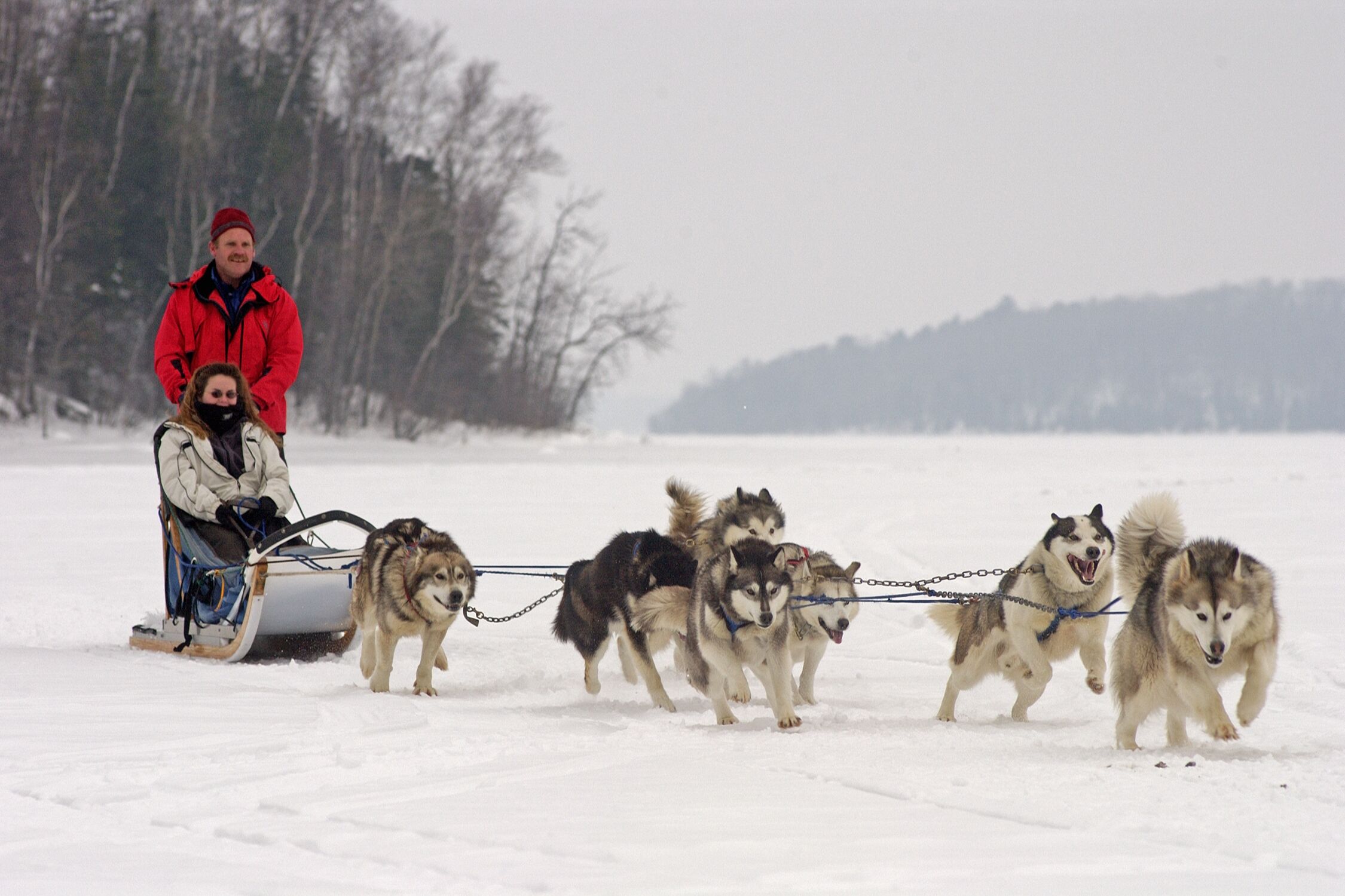 4. Dog sledding. Try your hand at one of the oldest forms of winter transportation in Minnesota. Dog sledding expeditions are available at many northern Minnesota resorts, and demonstrations are often available even in the summer. Or come to view the excitement at the "John Beargrease Sled Dog Marathon" in Duluth, held every January.